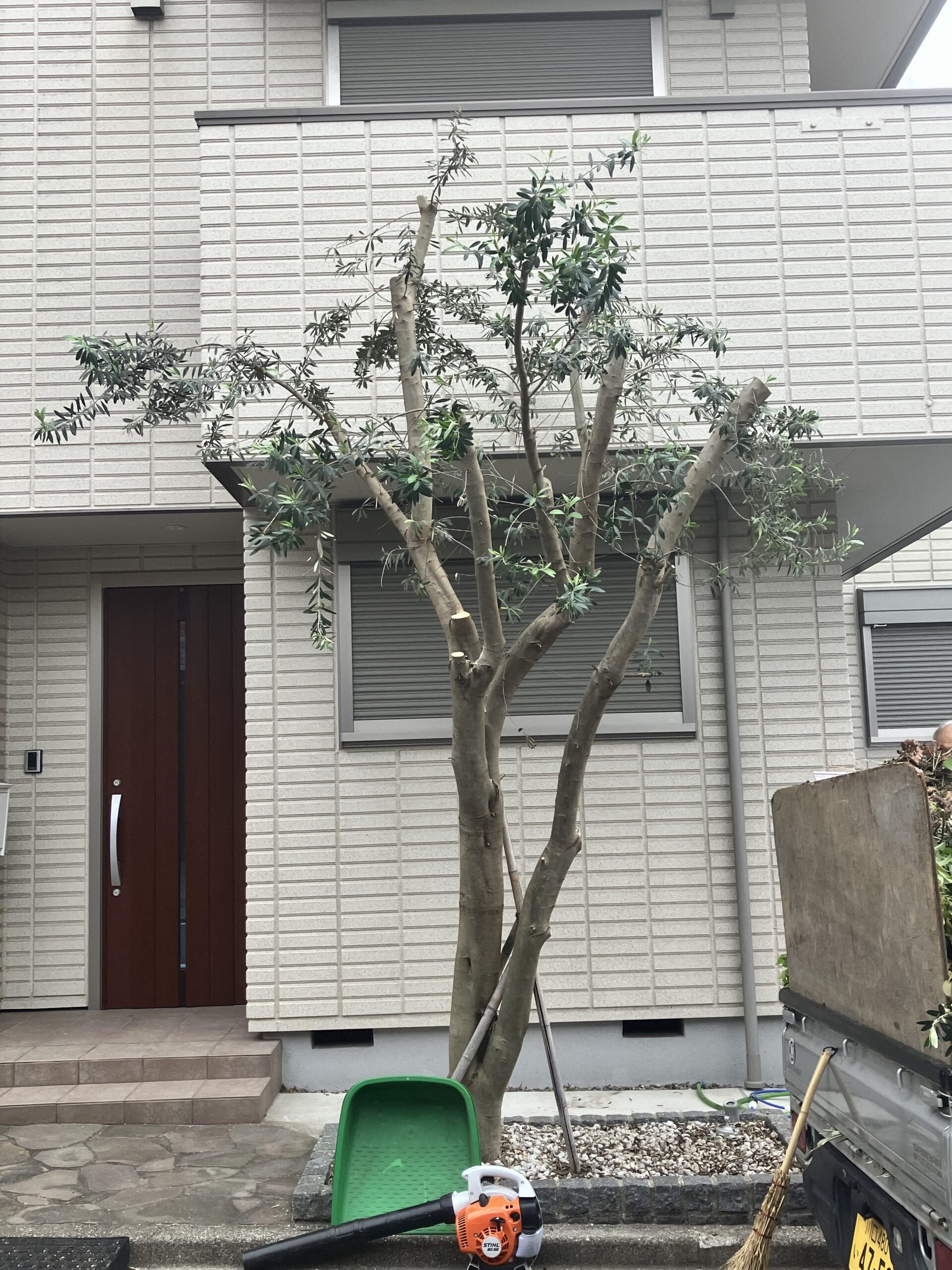 作業ブログ〜オリーブの剪定