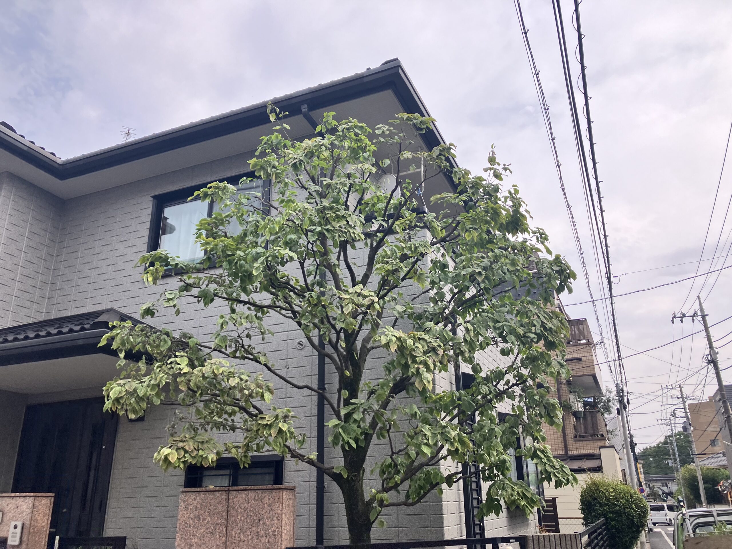 作業ブログ〜ハナミズキの剪定