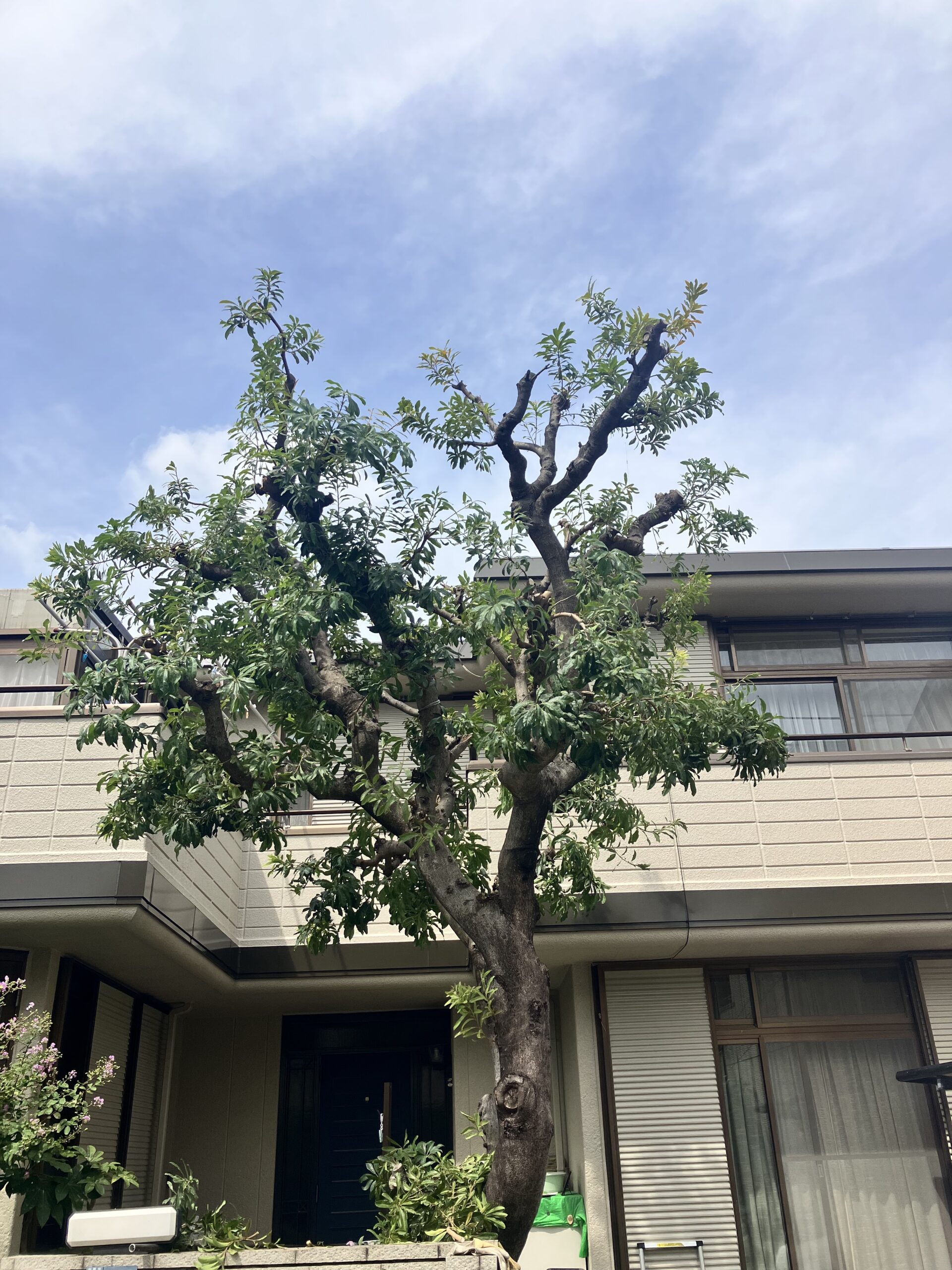 作業ブログ〜ヤマモモの剪定