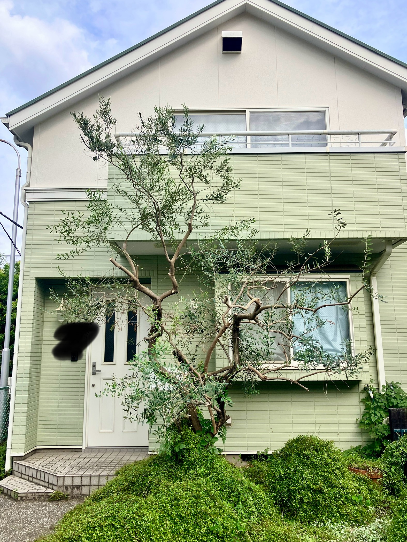 オリーブの剪定