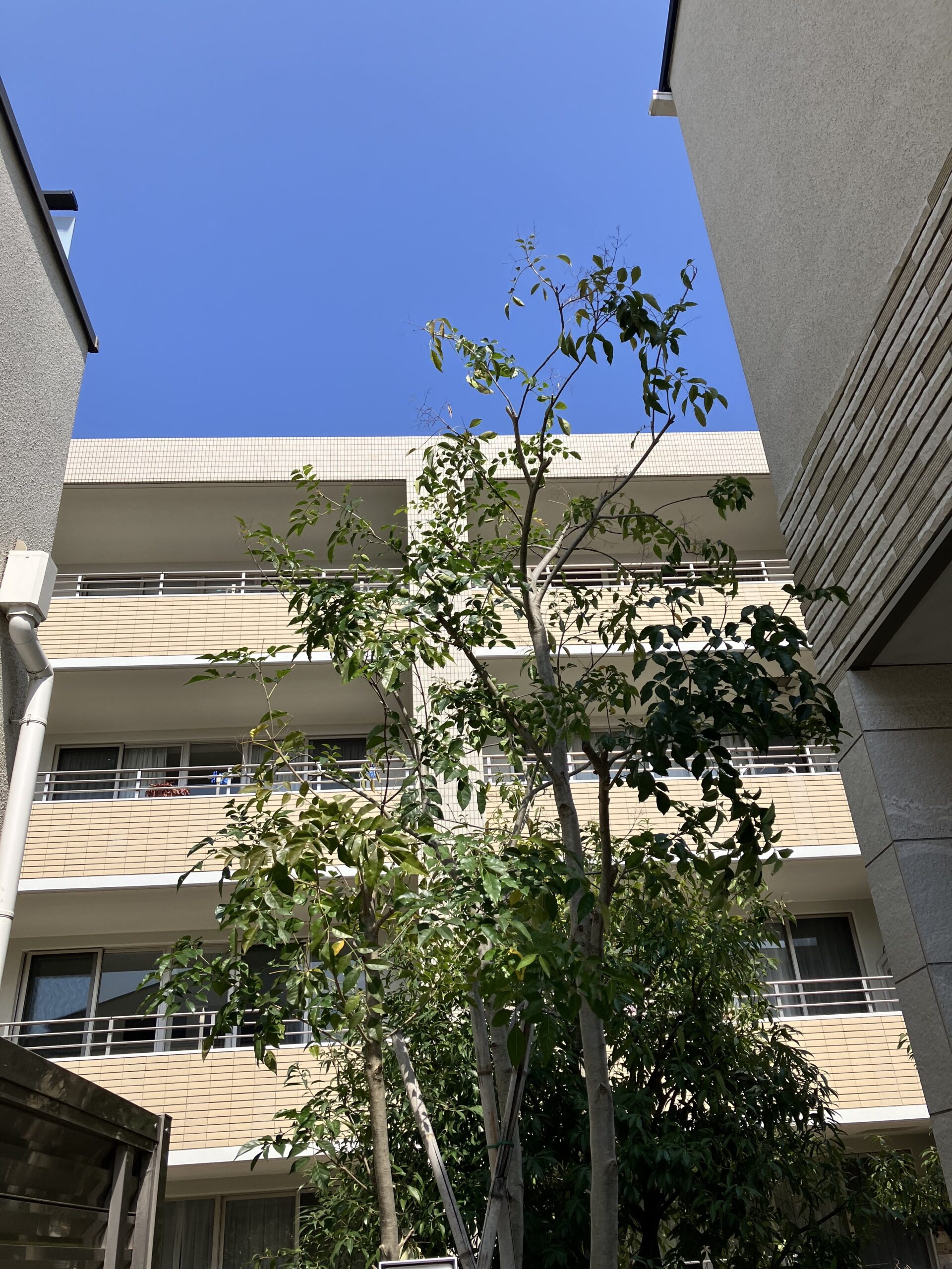 シマトネリコの剪定