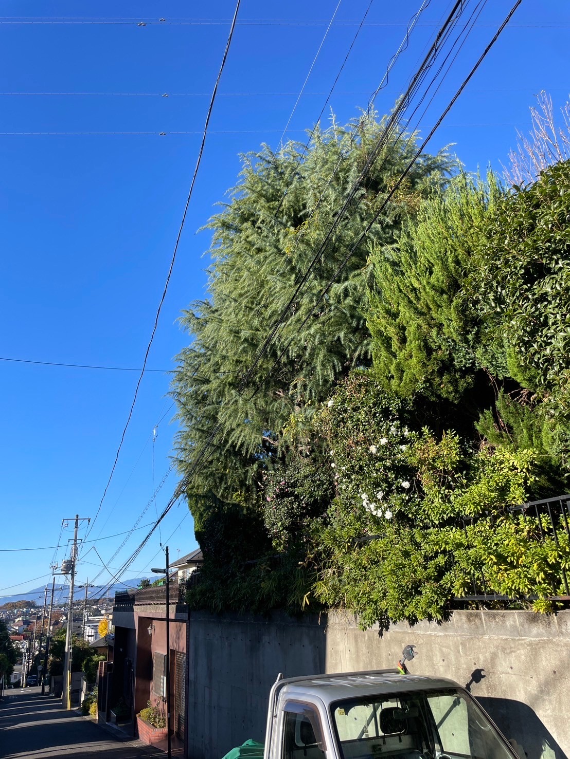 ヒマラヤスギの剪定