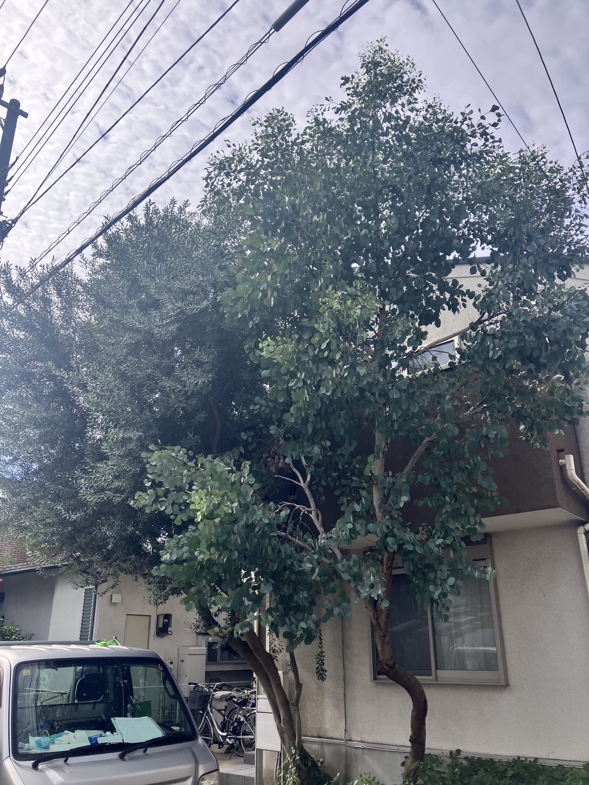 大きくなりすぎたオリーブとユーカリの伐採〜東京都大田区の伐採作業