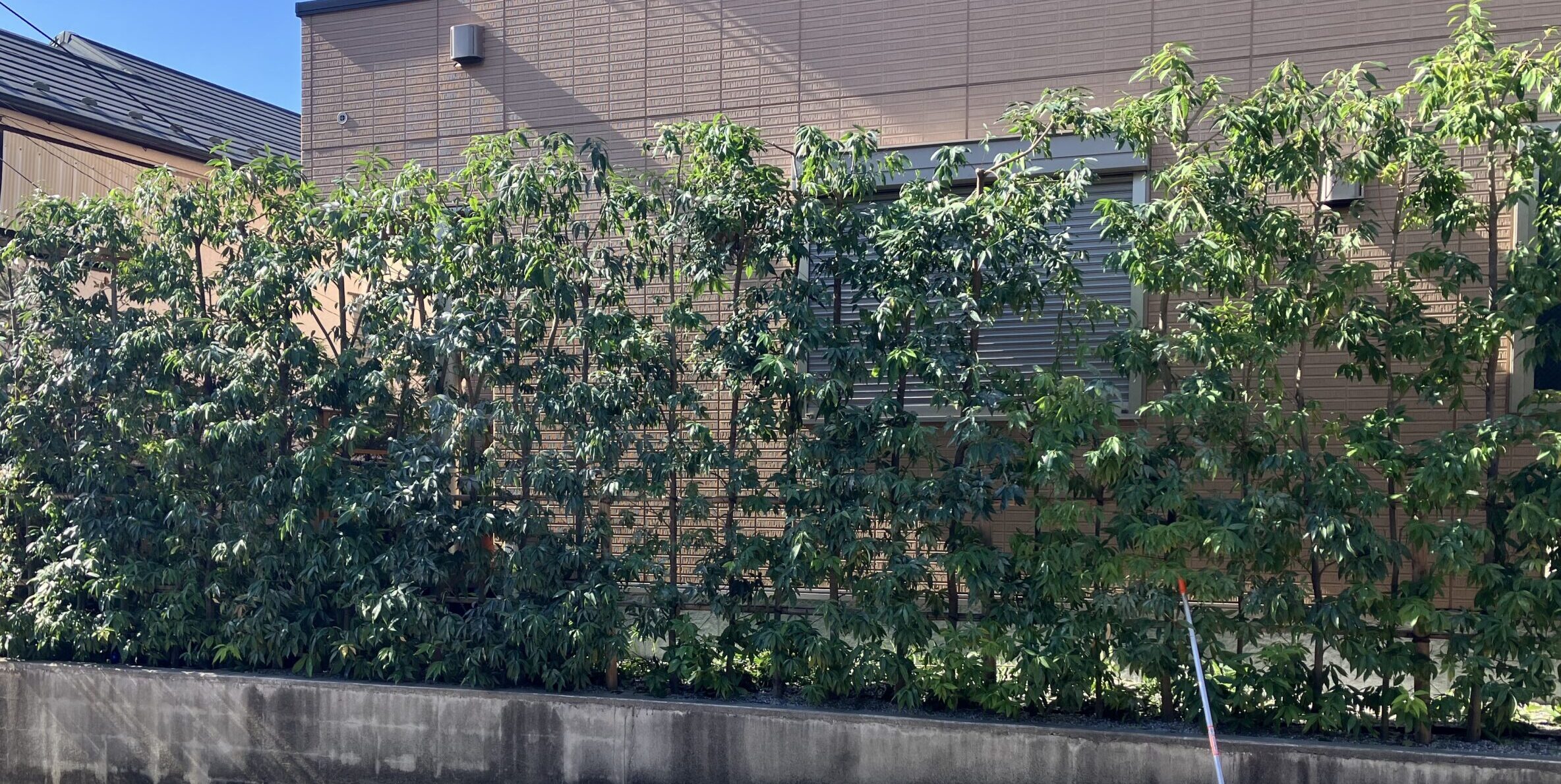 シラカシの剪定