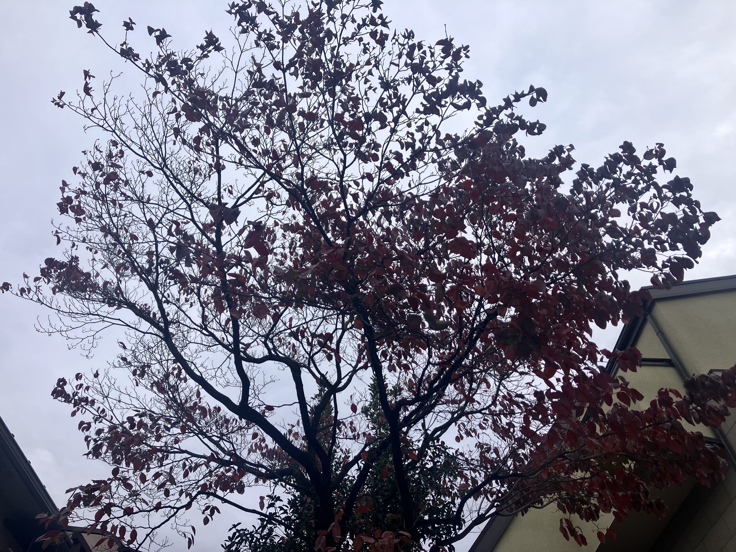 ハナミズキの剪定