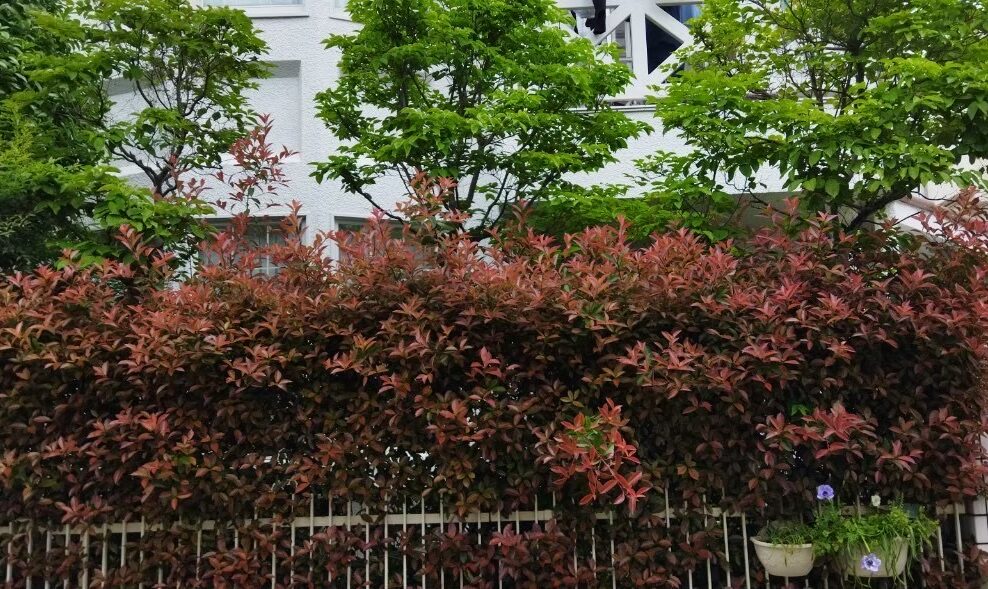 レッドロビンの剪定〜東京都中野区の作業