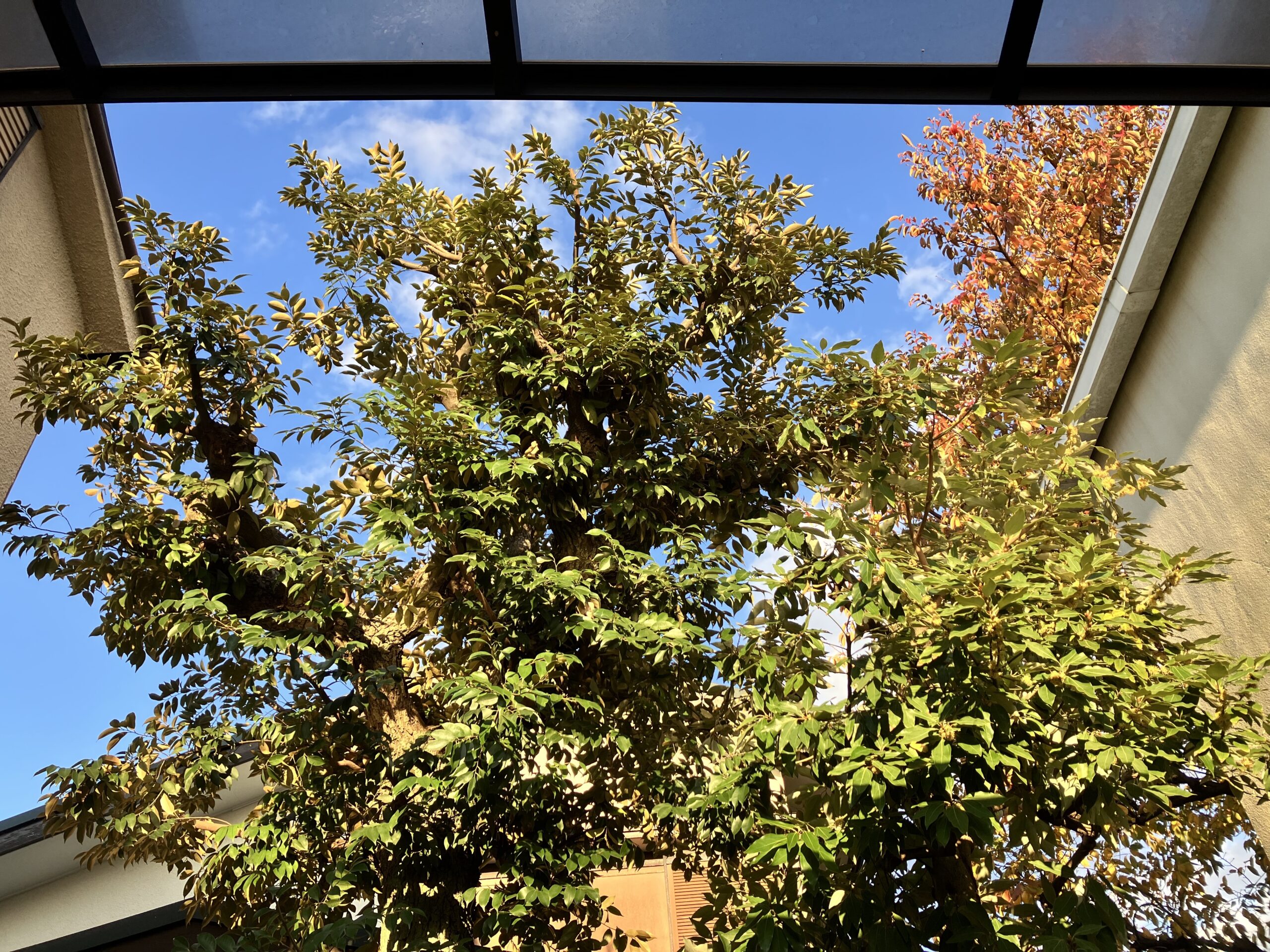 スダジイ ユズリハの剪定